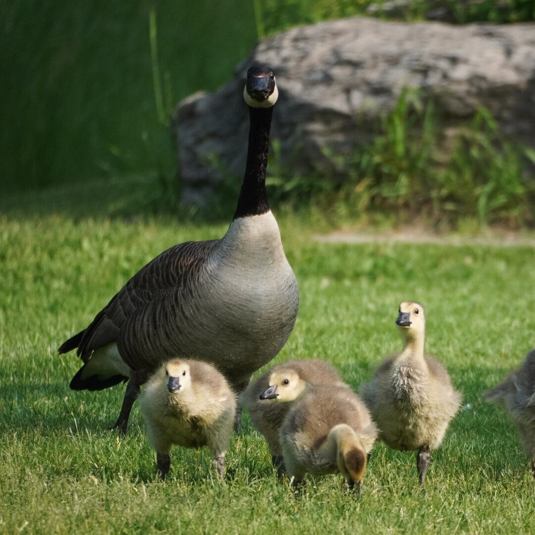 A goose looking straight at the camera whith goslings around. They are on grass, with a rock and some water in the background.