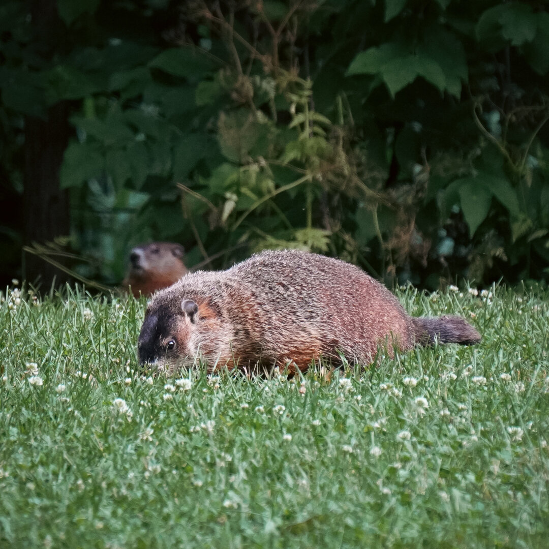 A marmot eating grass. The background is dark foliage, with another marmot peeking out from it.