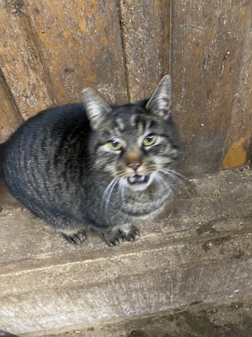 A picture of a cat miaowing. The cat is gray-black striped.