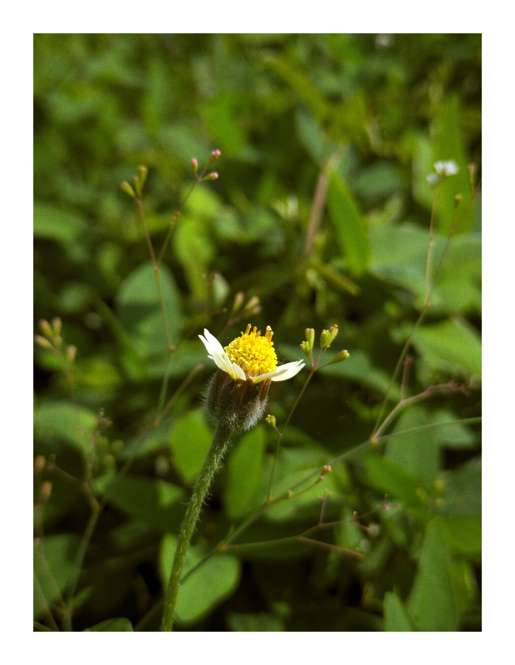 A picture of a tridax procumbens flower, with other flowering plants and leaves in the background