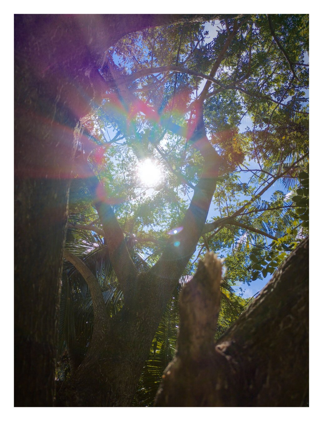 A low-angle photograph taken looking up through the branches of trees towards the sky, with the sun shining brightly through the foliage.