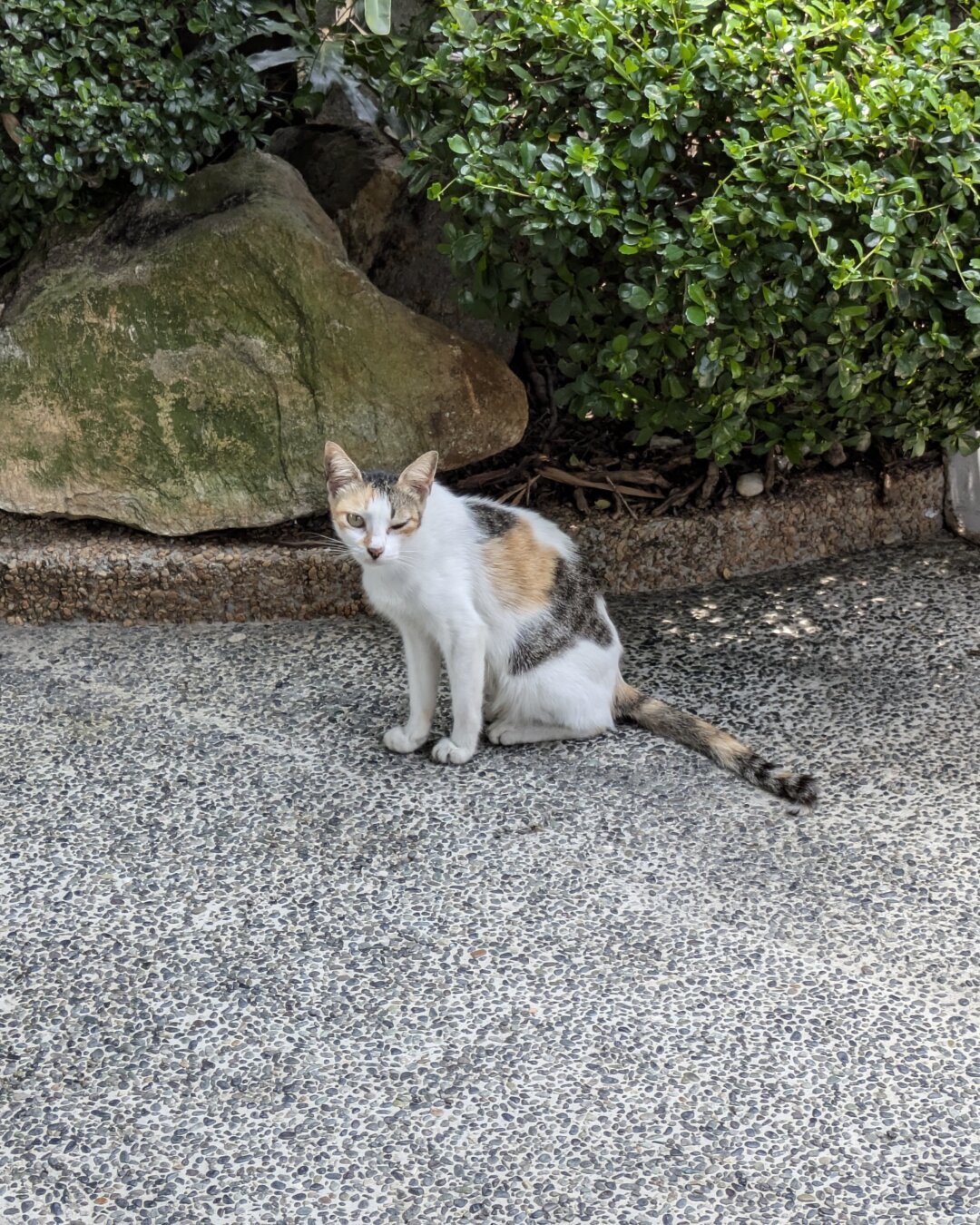 A cat sitting and winking its right eye.