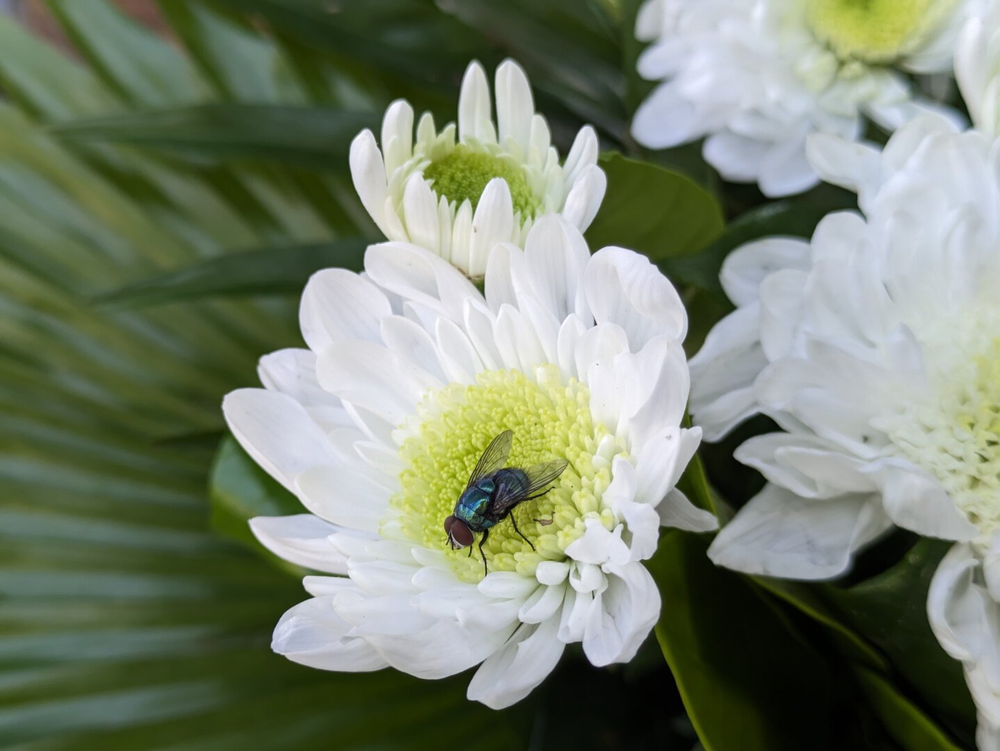 A close-up shot of a cluster of white flowers with a vibrant green center, with a bottle fly perched on one of the flowers. - Google Gemini