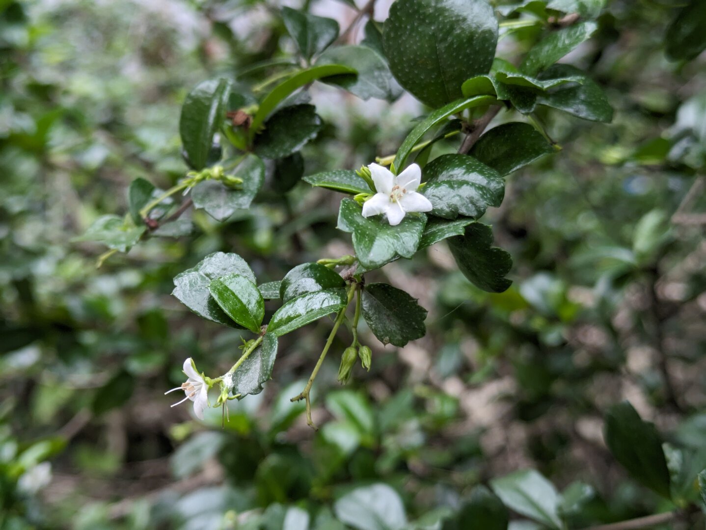 Close-up shot of a Philippine tea tree.