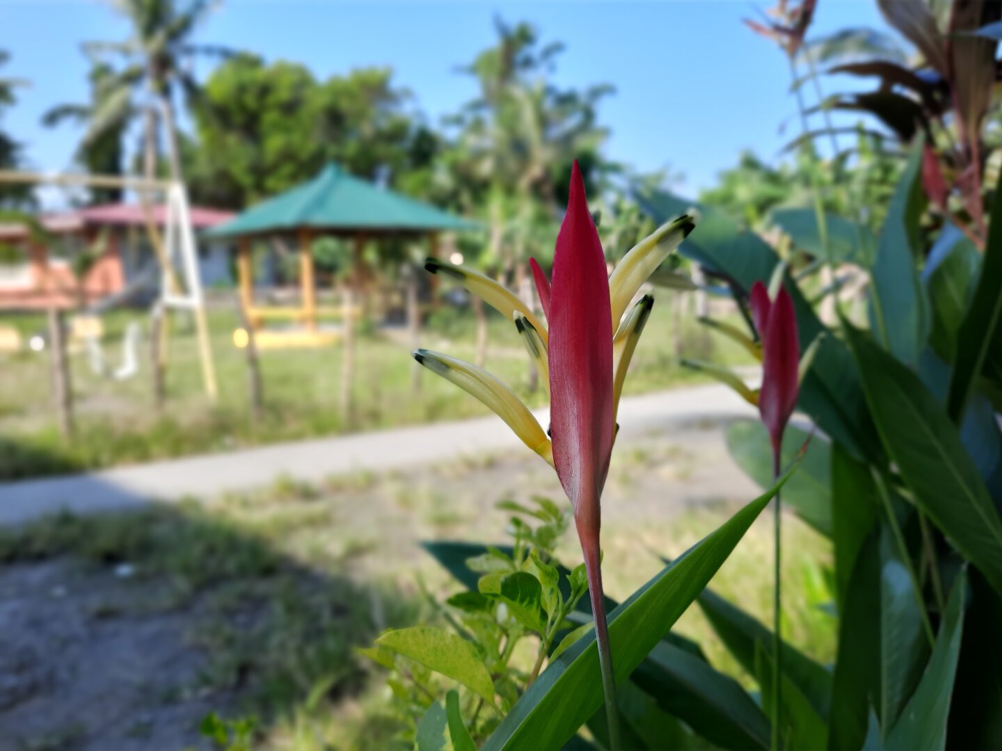 A close-up shot of a Heliconia psittacorum flower, with a swing playground, hut, and a house in the background along with the trees behind them.