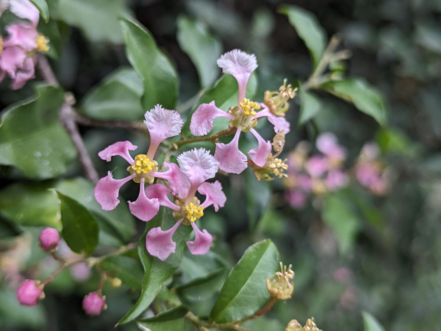 Close-up shot of the blossom of a malpighia glabra flowers