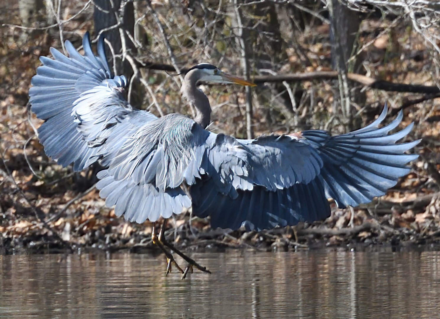 A great blue heron is about to set down at the edge of a lake.  The heron's wings are fully extended to break its descent.