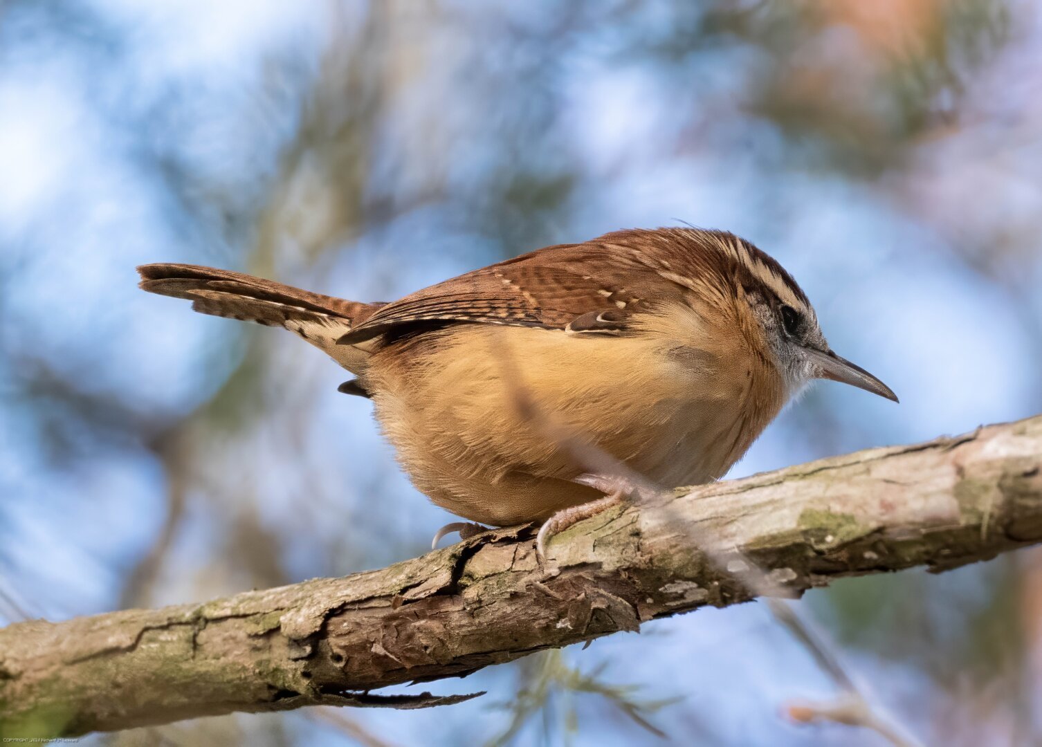 Carolina wren perched on a small bare tree limb. A small bird with buff-colored lower body, white throat and face, and striated reddish-brown upper body and wings