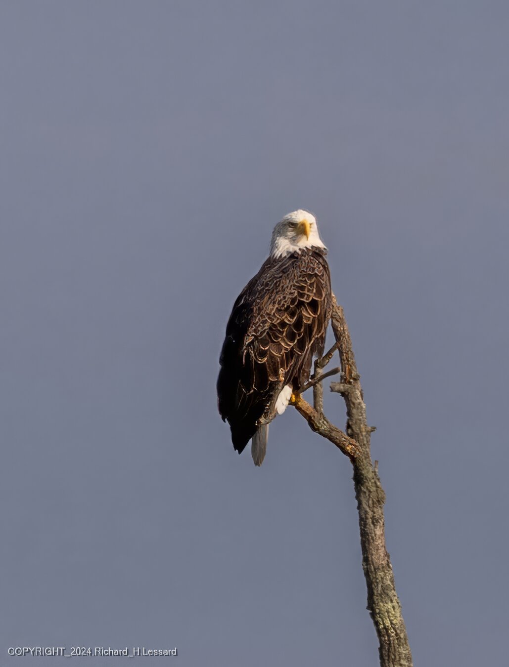 A bald eagle perching atop a bare tree trunk against a blue sky.  This eagle was on the Maryland side of the Potomac River but taken from the Virginia side, approximately 2,200 feet (~700m) distant.