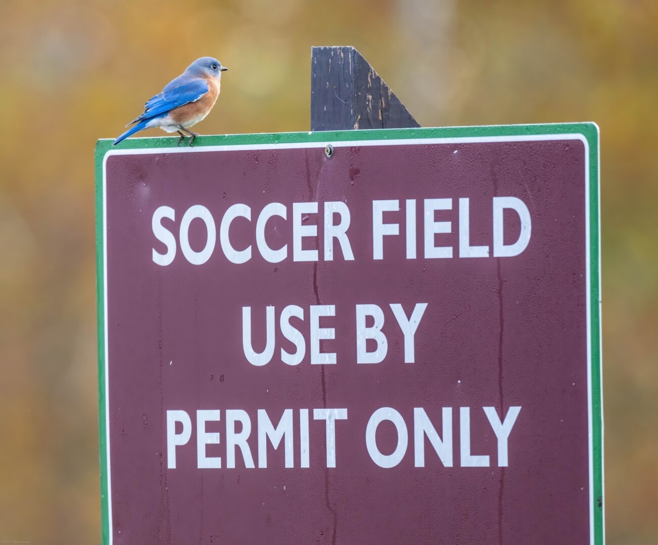 A male eastern bluebird perches atop a sign that reads "SOCCER FIELD USE BY PERMIT ONLY".  The bird has a bright blue tail, back, heads and wings, reddish-brown sides, and white chest and belly.
