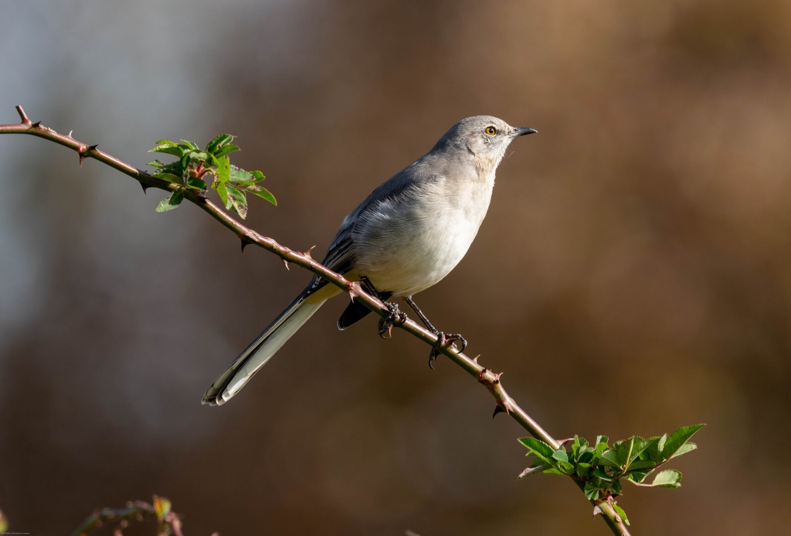 A northern mockingbird perches on a slender diagonal branch with two patches of small green leaves on either side.  The bird is facing into the morning light and has an off-white lower body and light gray upper body and tail.  The eyes are amber.