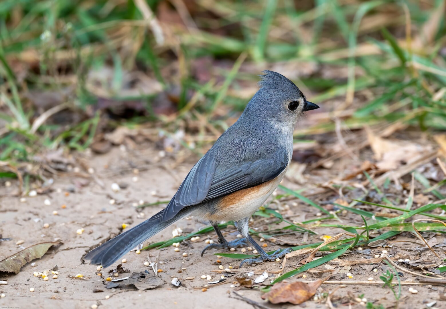 A tufted titmouse is on the ground in low grass and gravel.  Most of the bird is blue-gray, including the distinctive tuft of feathers on its head that give it its name.  There is a small streak of reddish brown on the side and light gray of white on the throat and belly.
