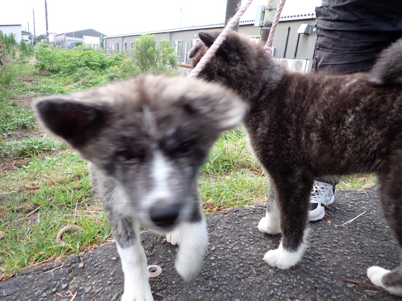 Posted media