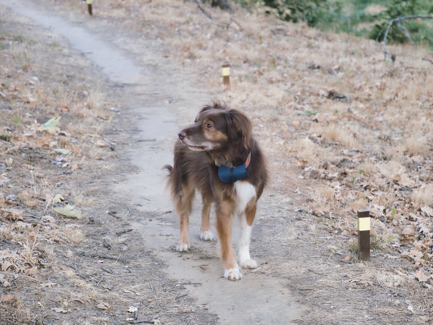 perro marrón en camino de tierra rodeado de hojas secas