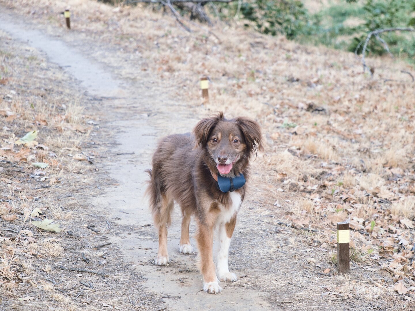 perro marrón en camino de tierra rodeado de hojas secas