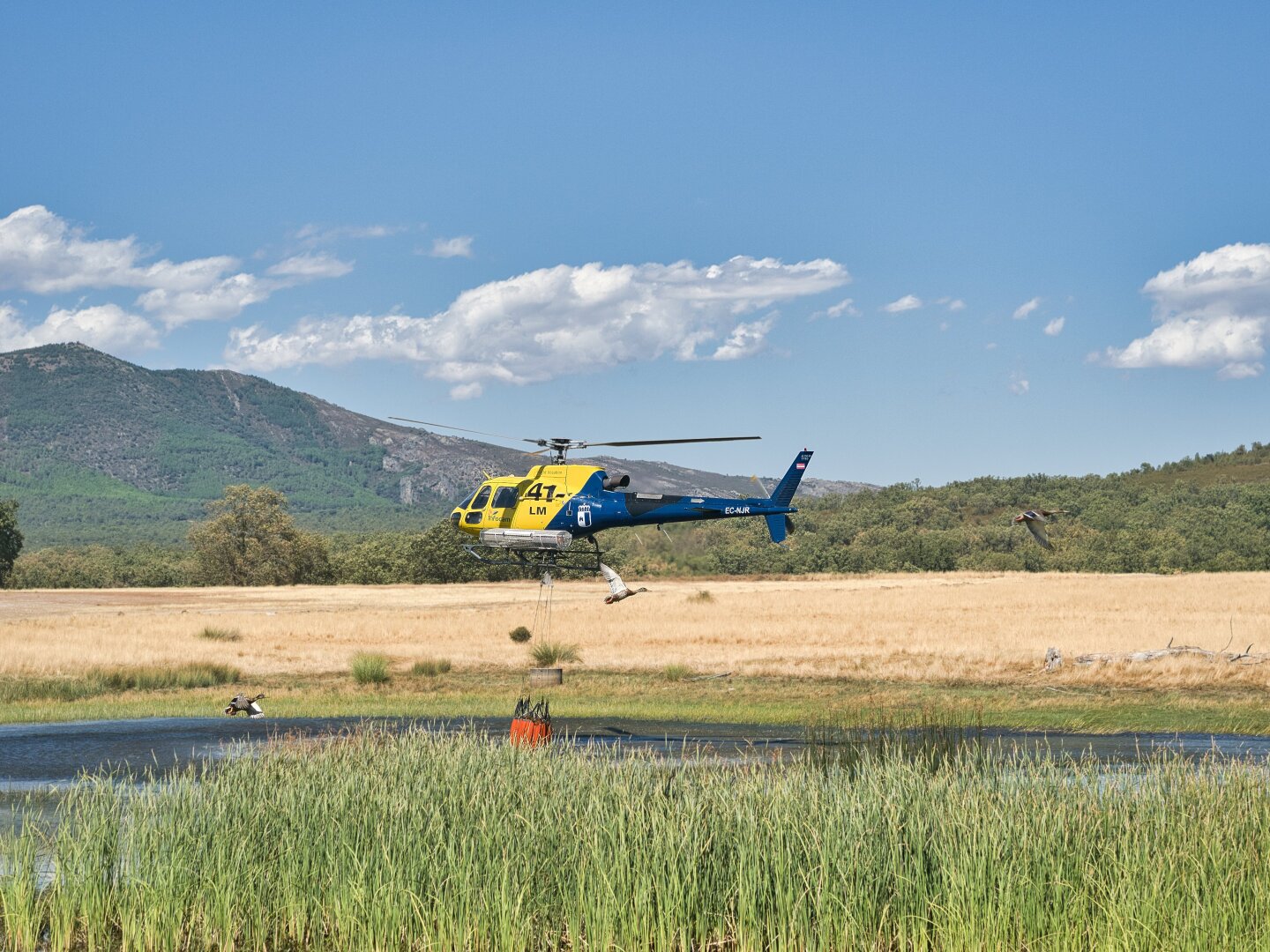 Yellow and blue firefighting helicopter hovering over a pond with its water bucket below. Several birds fly across the scene, with reeds in the foreground and dry fields and wooded hills behind.
