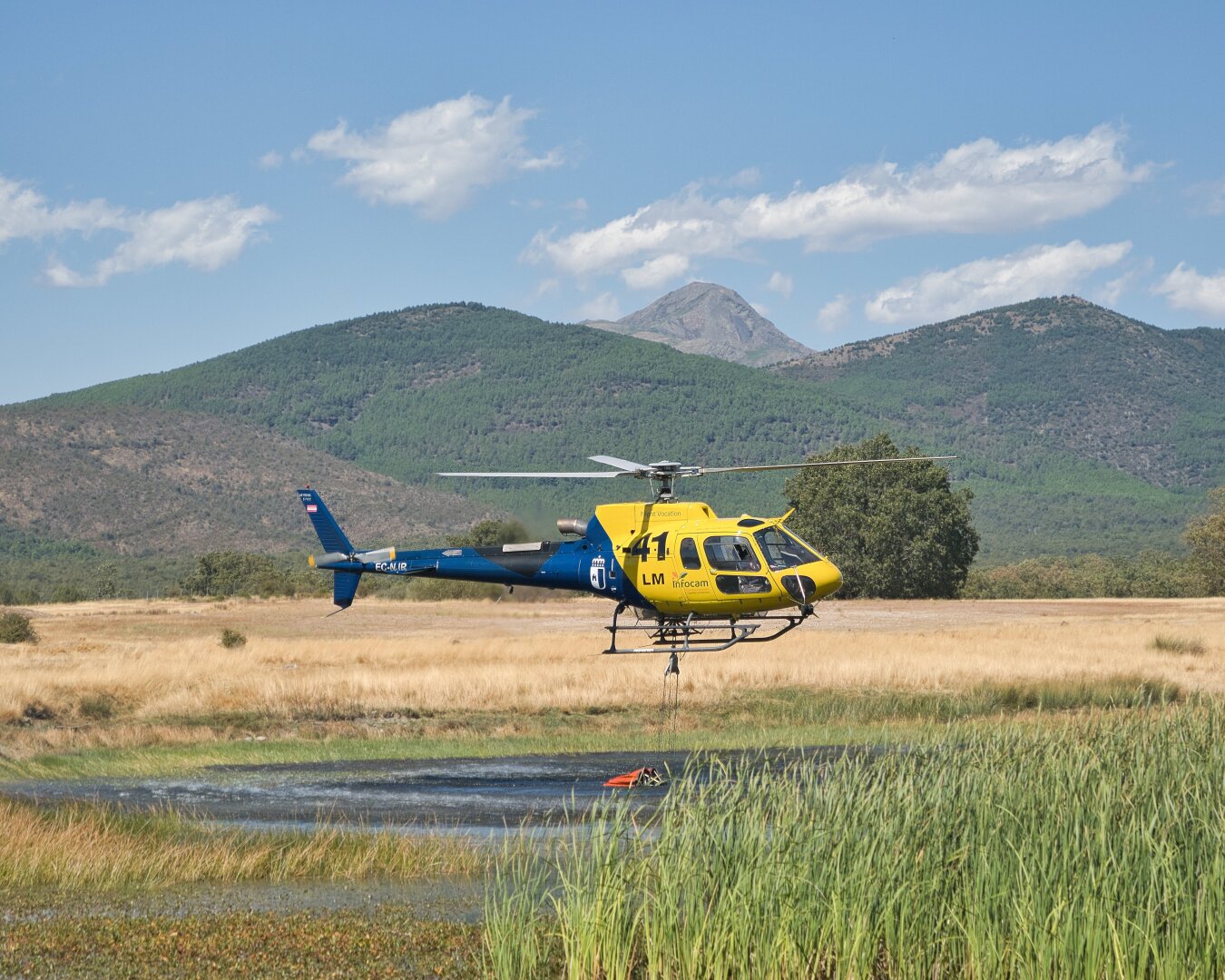 Yellow and blue firefighting helicopter hovering very low over a pond while lowering its water bucket. Reeds and dry grass surround the water, with forested mountains in the background.