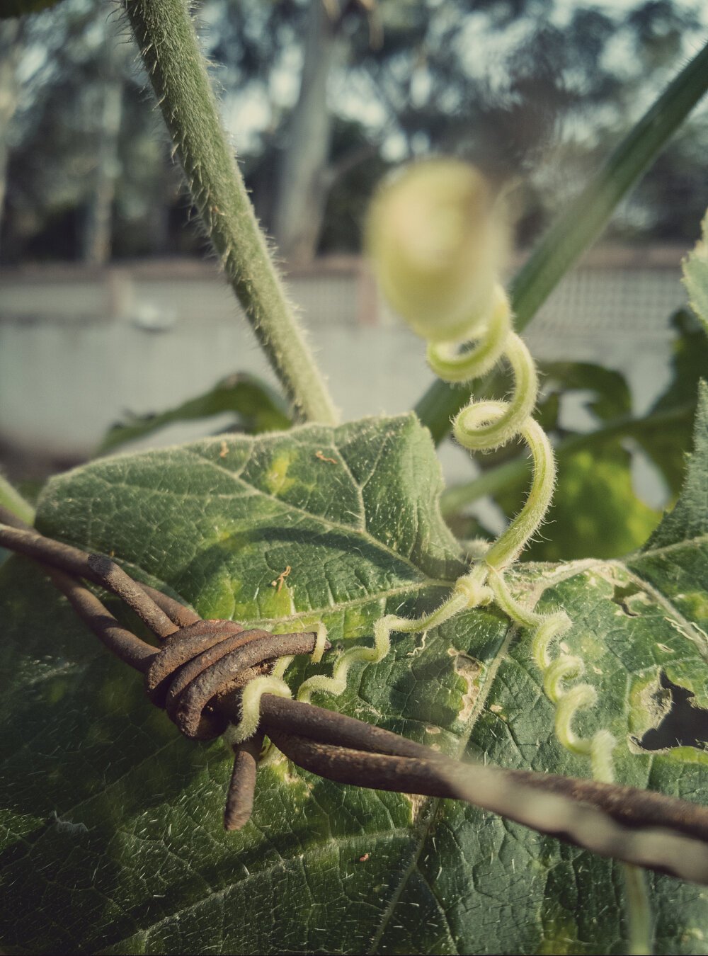 A picture in a washed out colours aesthetic depicting the bright green tendrils from the darker green leaves of a plant spiraling and entwining into a rusted brown metallic barbed wire thorn. A part of the spiral tendril is severely out of focus and blurred.