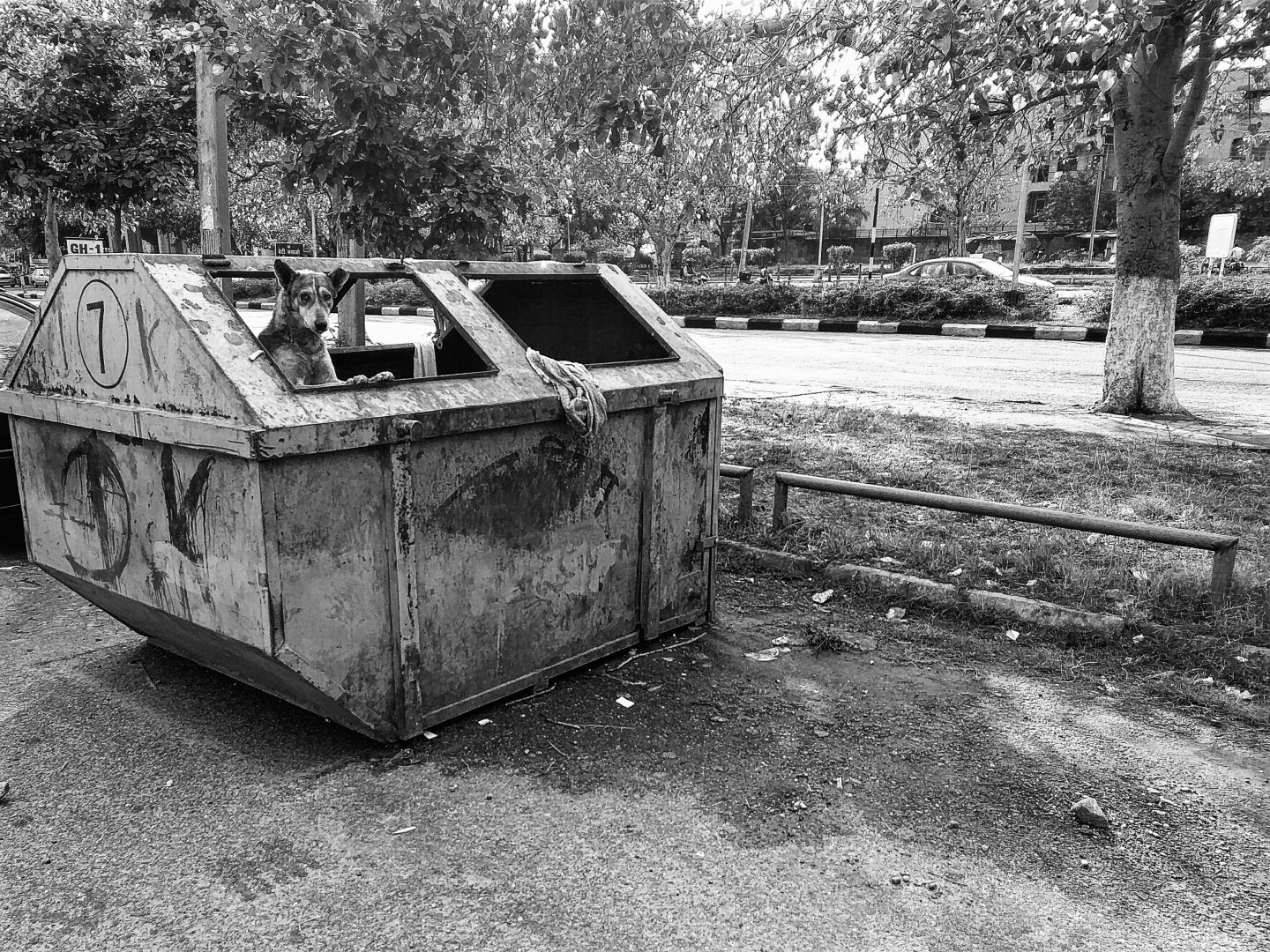 A monochrome scene of a dog sitting in a municipal trash can. The dog is staring at the camera and its upped body and head are visible. In the background, there are several trees lining the perimeter of a road.