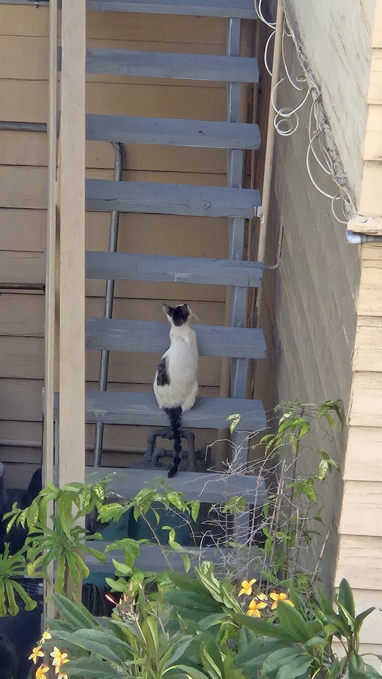 A white and black cat sitting on a stair, viewed from behind, as it curiously looks to the top of the stairs.