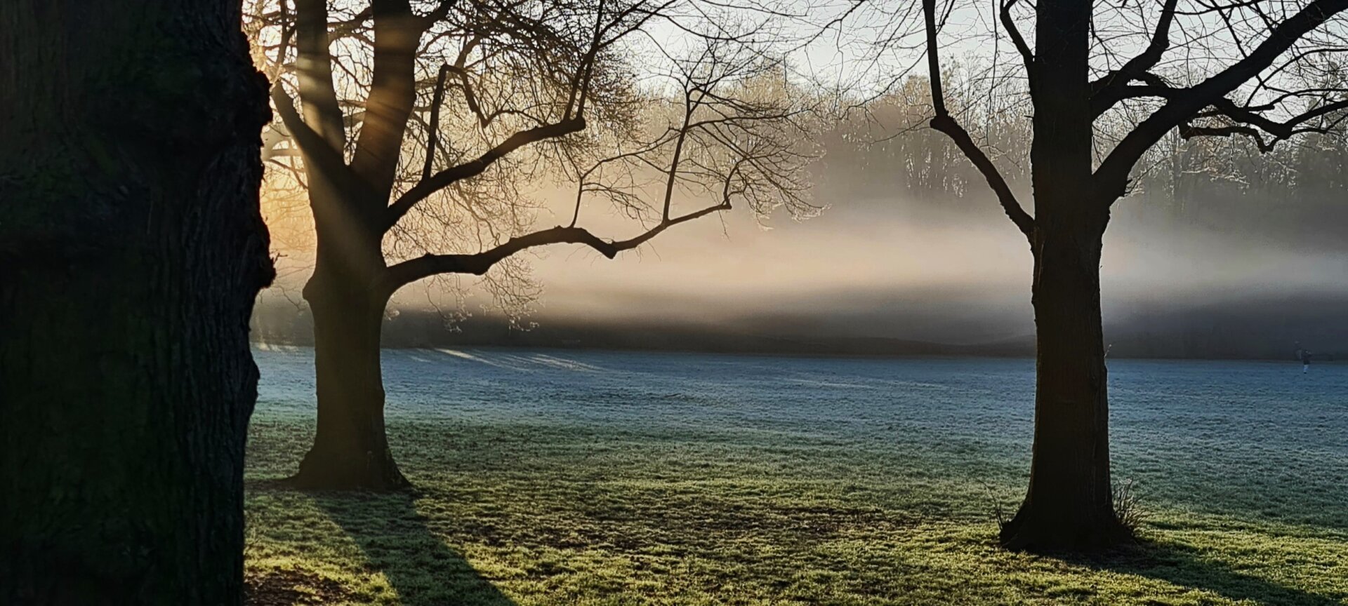 Über einer Wiese im Park schwebt eine Nebelschicht, die von links durch die aufgehende Sonne zum Leuchten gebracht wird. Auf der Wiese stehen kahle Bäume, die im Gegenlicht fast schwarz sind.