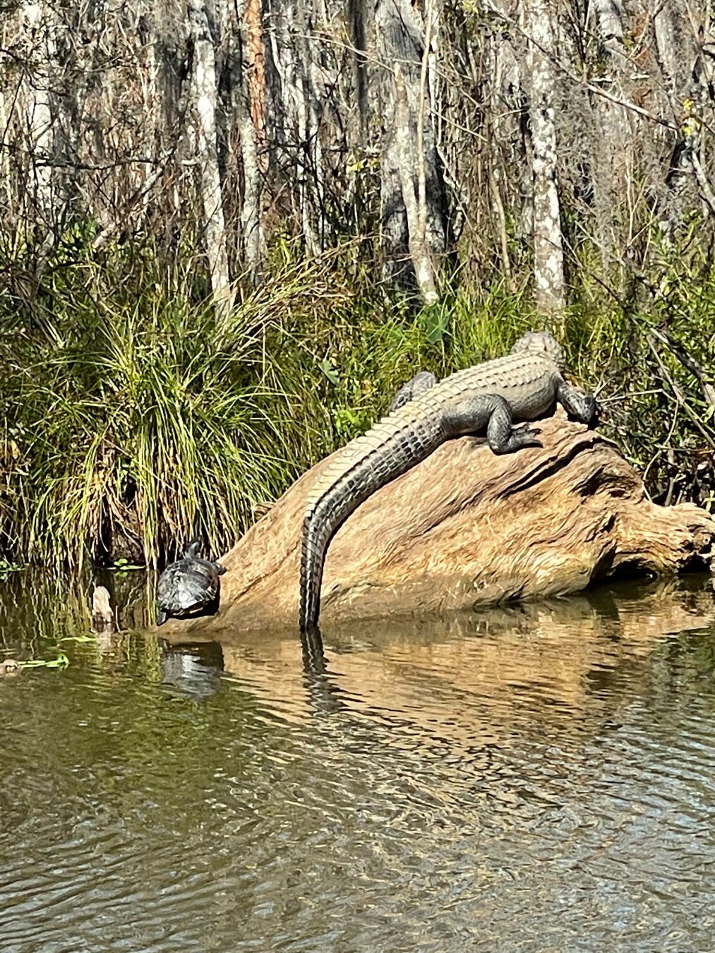 alligator sunning itself on a big hunk of driftwood