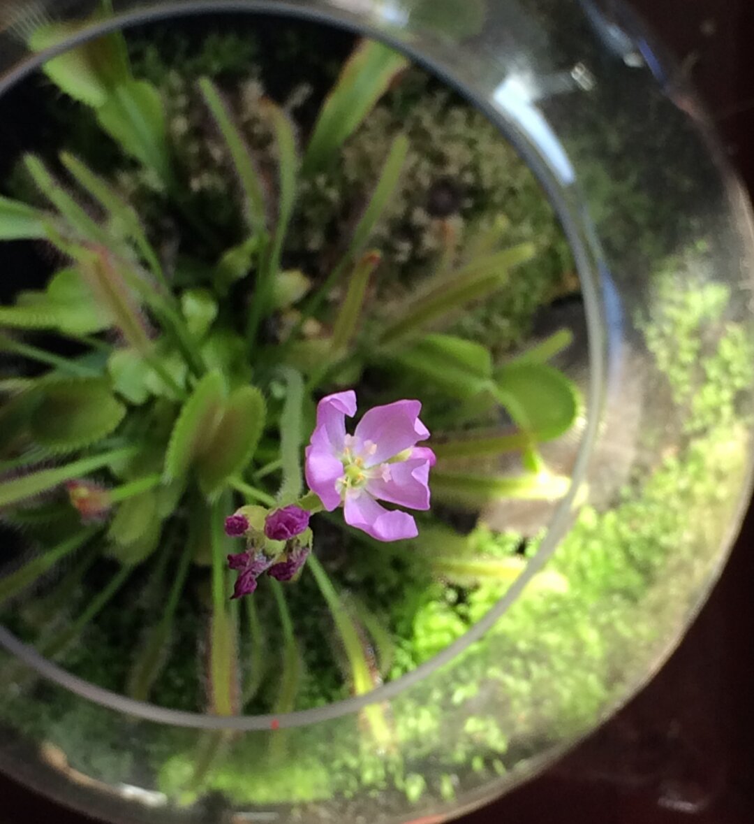 pink flower rising out of a carnivorous plant terrarium