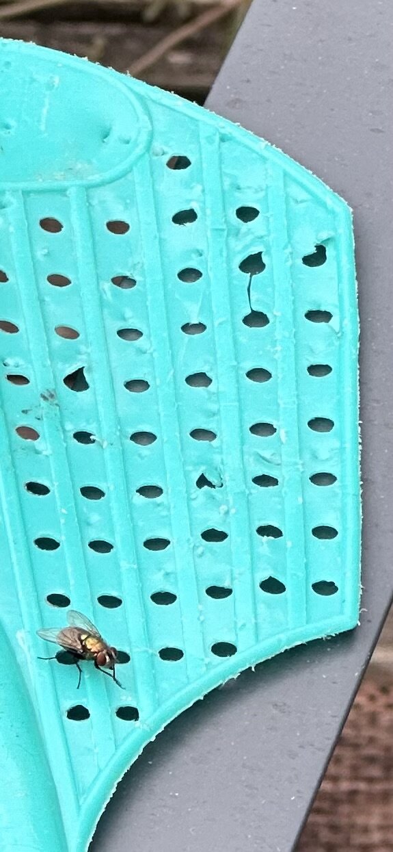 I have a fly swatter laying on a patio chair. On the bottom left third of the image, is a fly sitting on the swatter that looks as if it’s gleefully rubbing its “hands” together.