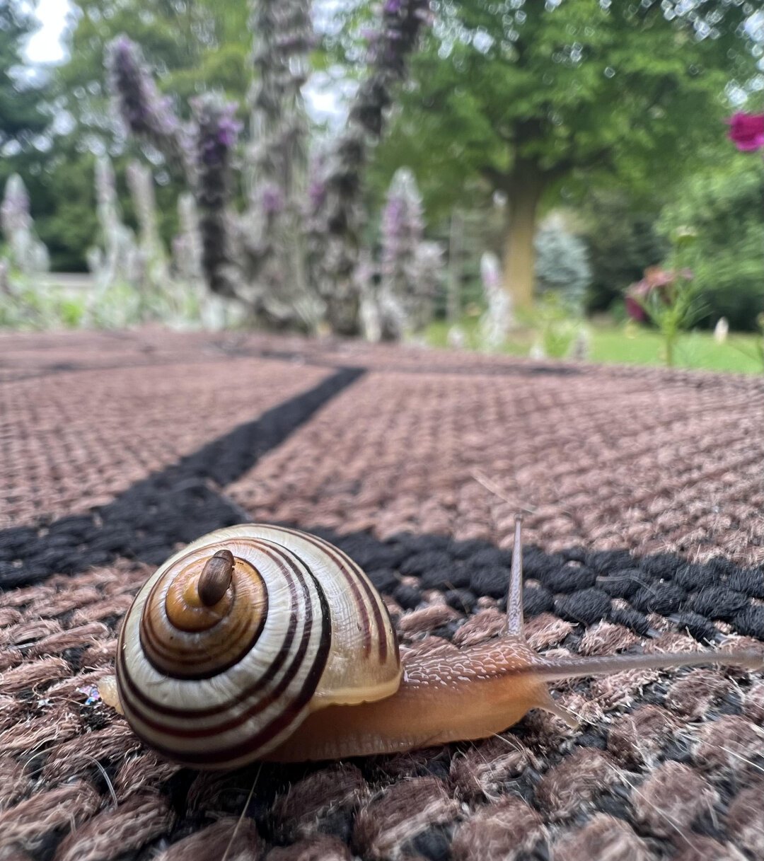 There is a snail on a brown outdoor carpet. It appears to be moving to the right, and there is a tiny beetle riding along on the snail's shell. there are blurred garden plants and trees in the background.
