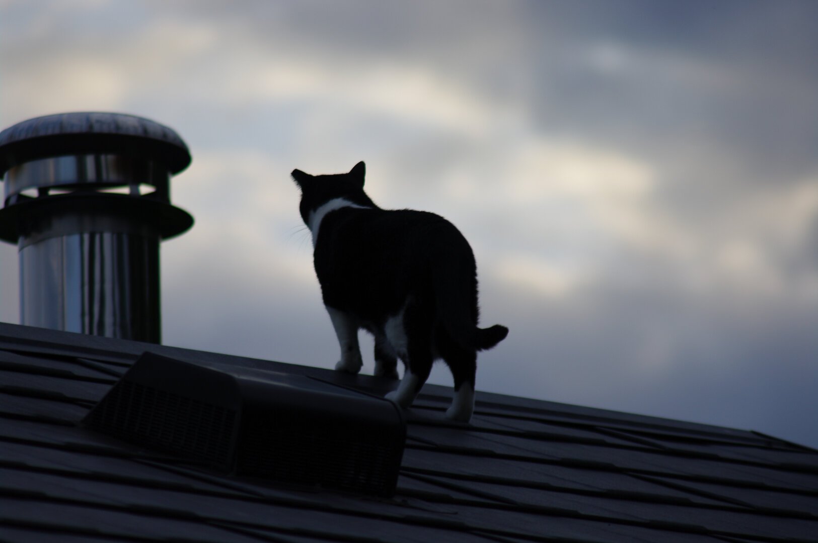 The near silhouette of Sparky the tuxedo walking towards the peak of a tin-roofed house. There is a stainless steel chimney to the left of her.
