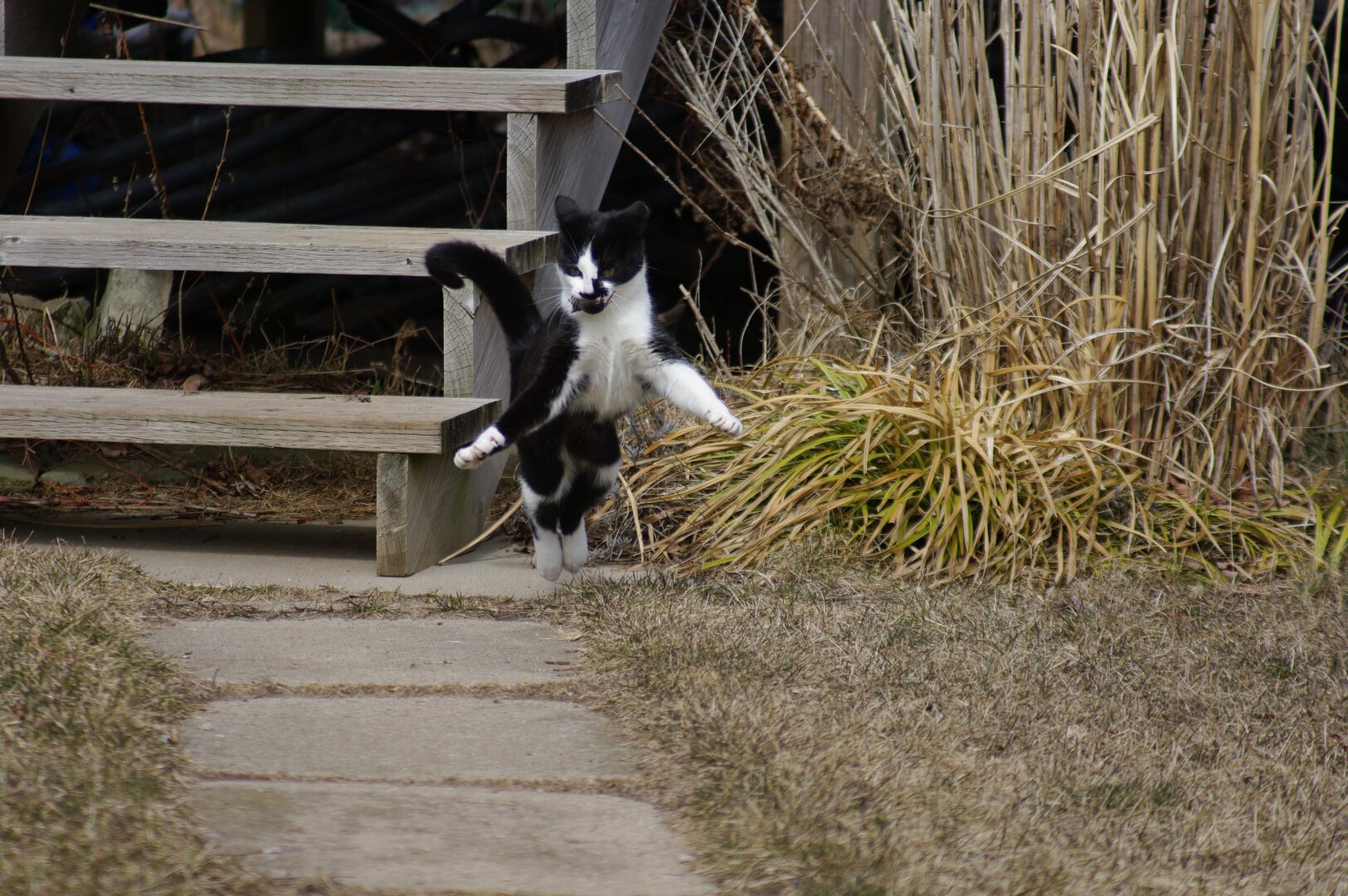 Sparky the tuxedo has just caught a small rodent and is jumping in the air with it in her mouth.