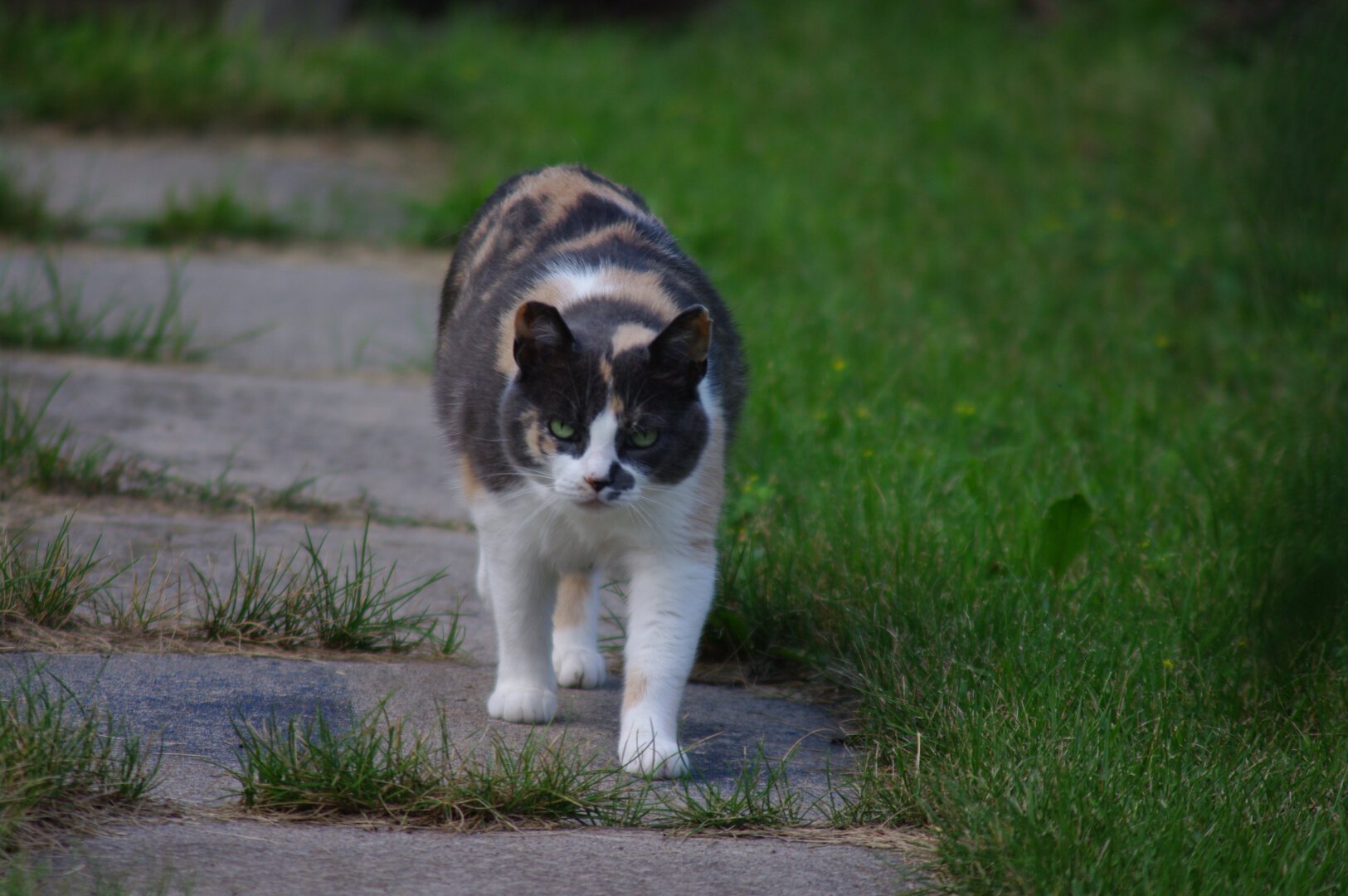 Mom, Slinky - a calico cat is walking up a narrow concrete pathway.