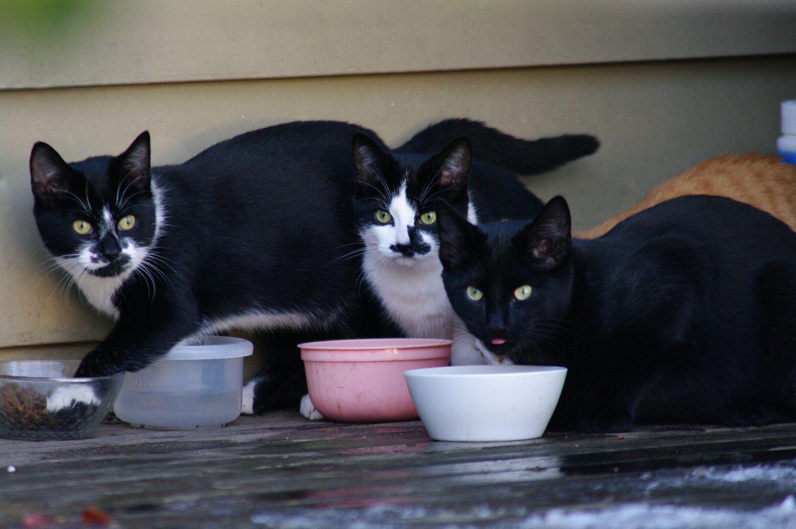 There are four cats in the picture, although one can barely be seen. Two tuxedos and an all-black cat are mostly staring towards the camera. Typical of tuxedos, the one doofus has his paw in a food bowl. The other two have probably just looked up from eating.