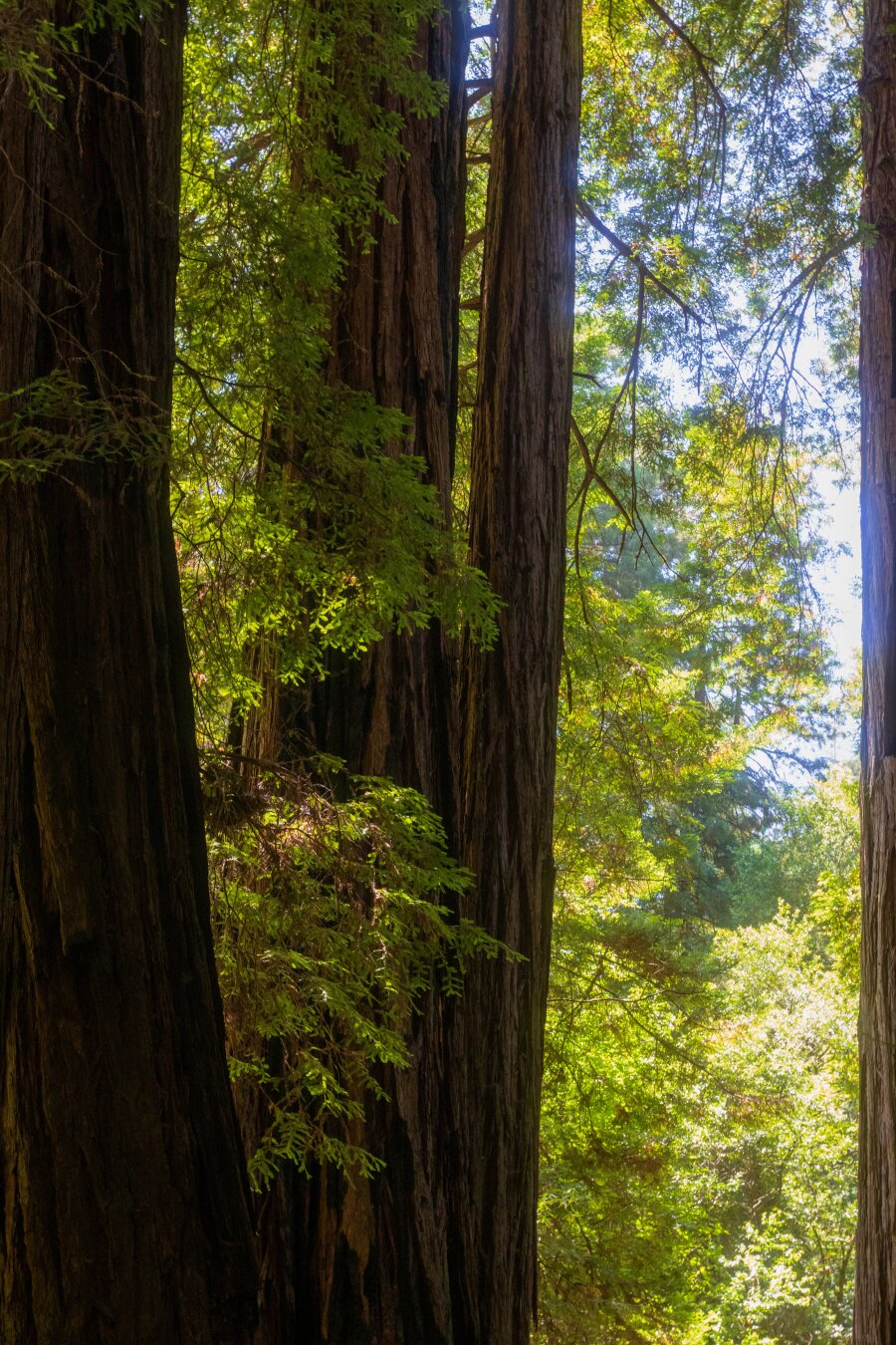 Español: vista del interior de un bosque frondoso con majestuosos y altos troncos de secuoyas. Las ramas verdes y densas filtran la luz del sol, iluminando el follaje en tonos dorados y verdes brillantes.

English: a shot inside a lush forest featuring towering redwood tree trunks. Dense green branches filter the bright sunlight, illuminating the leaves in vibrant golden and green tones.