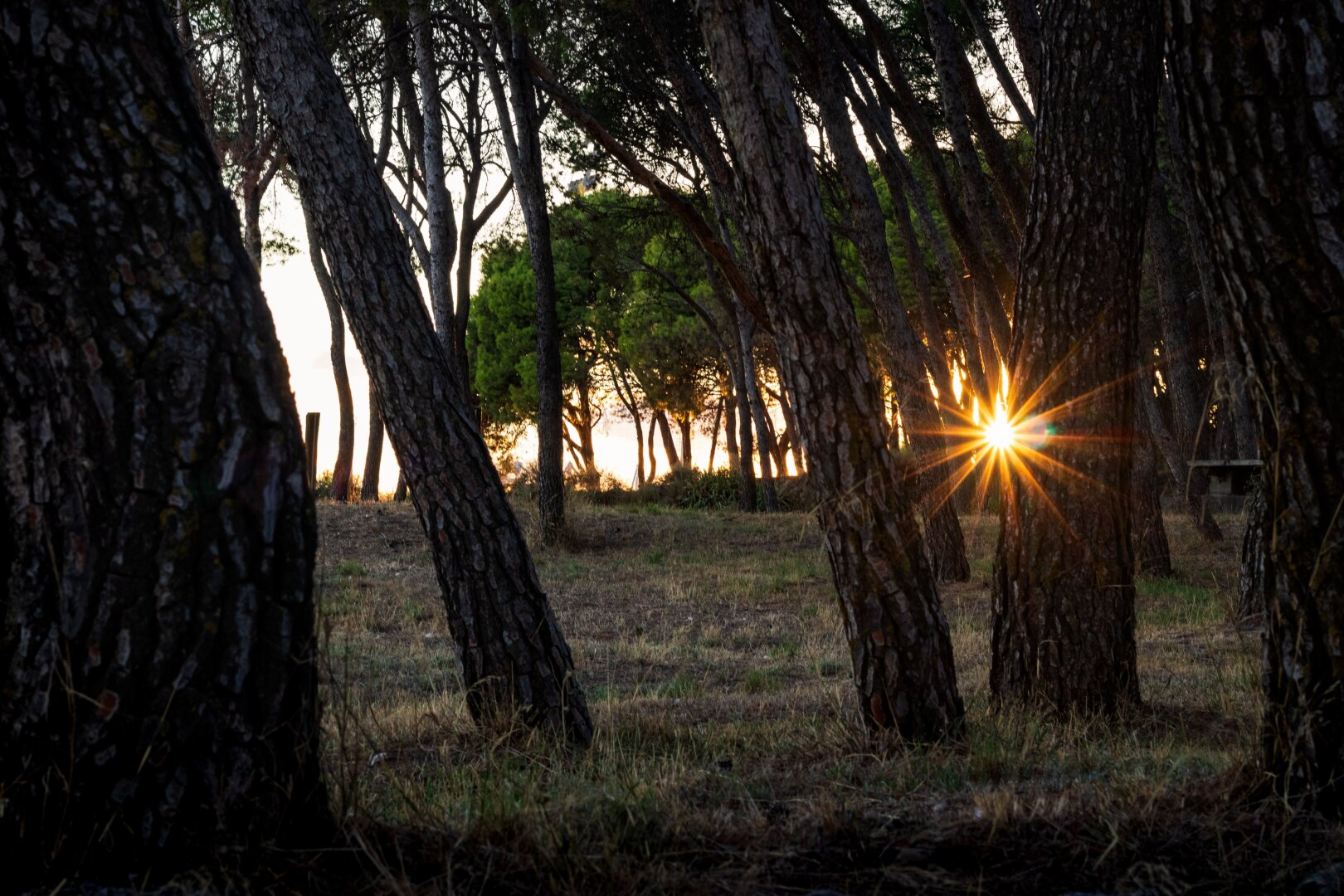 Español: un bosque de pinos al atardecer, con los troncos en silueta y un rayo de sol brillante colándose entre los árboles, creando un efecto de destello estrella sobre un claro de hierba seca.

English: a pine forest at sunset, with silhouetted tree trunks and a bright ray of sunlight streaming through, creating a starburst effect over a clearing of dry grass.