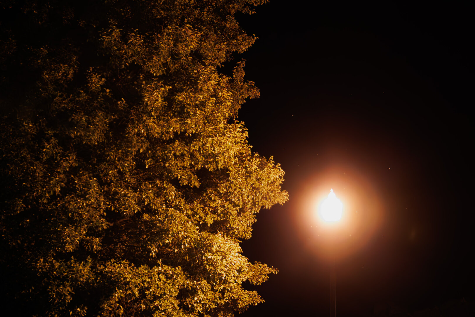 A tree with leaves illuminated only by a streetlight.