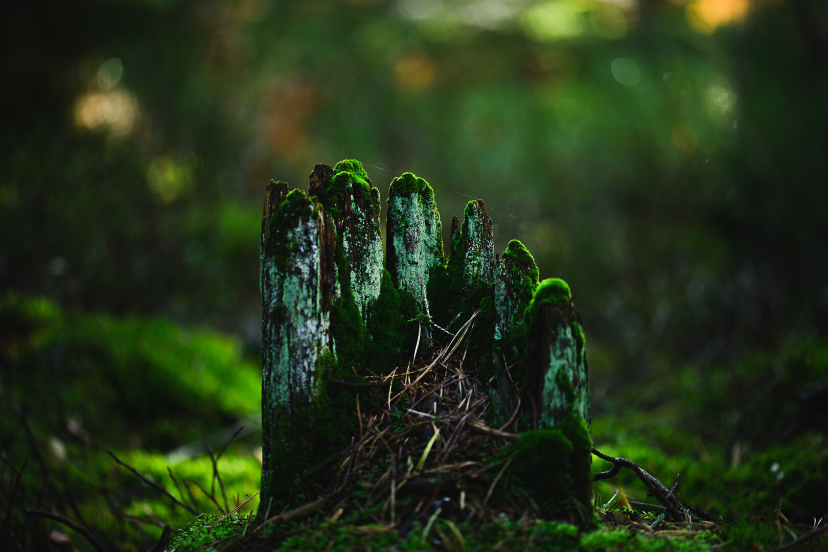 A photograph of a small and quite decayed tree stump. The stump is entirely covered in green miss and turquiseish lichen and where the now withered away center and front part once have been is filled with pine needles and other debris.
The part that still stands is divided into six distinct parts sticking up, like a six toed tip of a foot.
The background is out of focus and spotty in green, orange, light and dark.