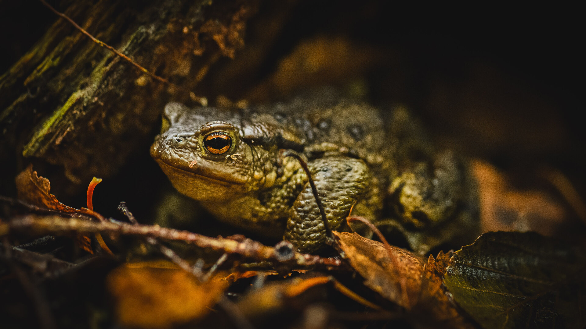 A close up photograph of a common toad sitting under a tree stump. The toad is facing towards the left, its eye in focus and the back part of the body falling out of focus. The toad is olive green with dark stripes and spots, and orange eyes.
Surrounding the toad are some little twigs and fallen leaves and some moss or lichen is growing on the tree stump, making the colours of the toad blend in well with the surroundings.