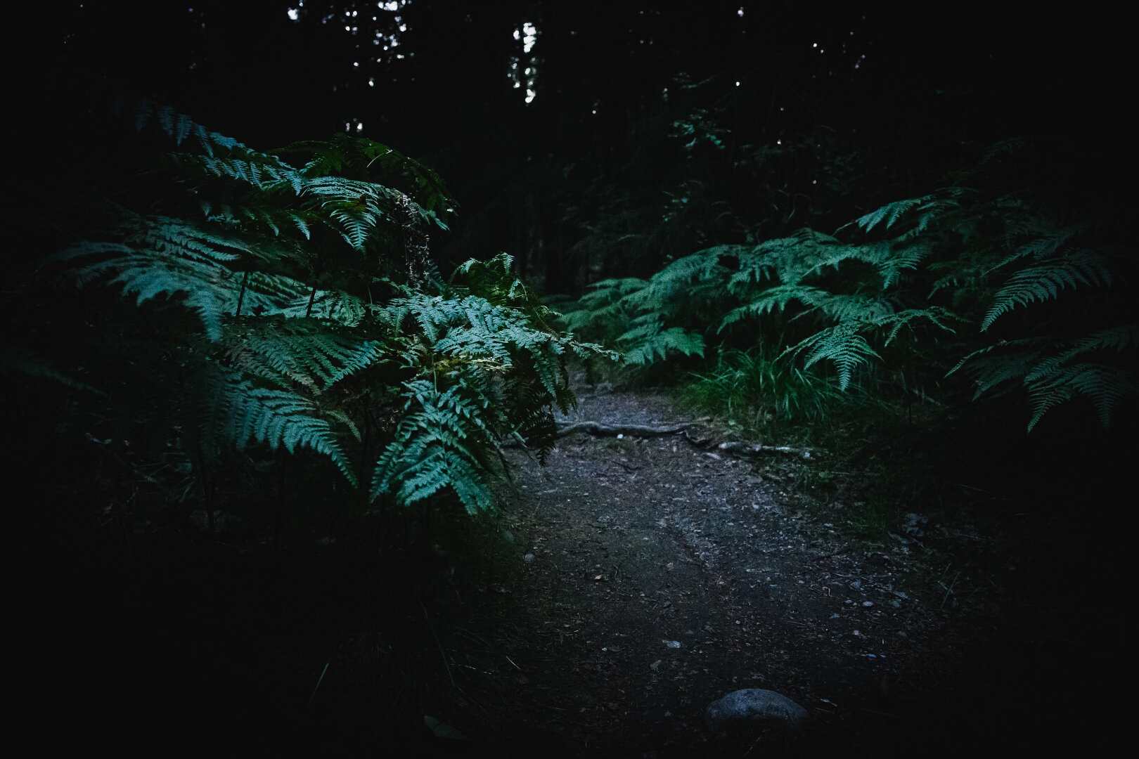 A photograph of a footpath in a dark forest after sunset. The path is in the middle of the image, with large green ferns lining it on both sides and hiding it from view half way up the frame.

The background is dominated by a large mass of almost black trees, with a few small spots of light where the still not entirely dark sky pokes through.

The photograph is very dark around the edges.