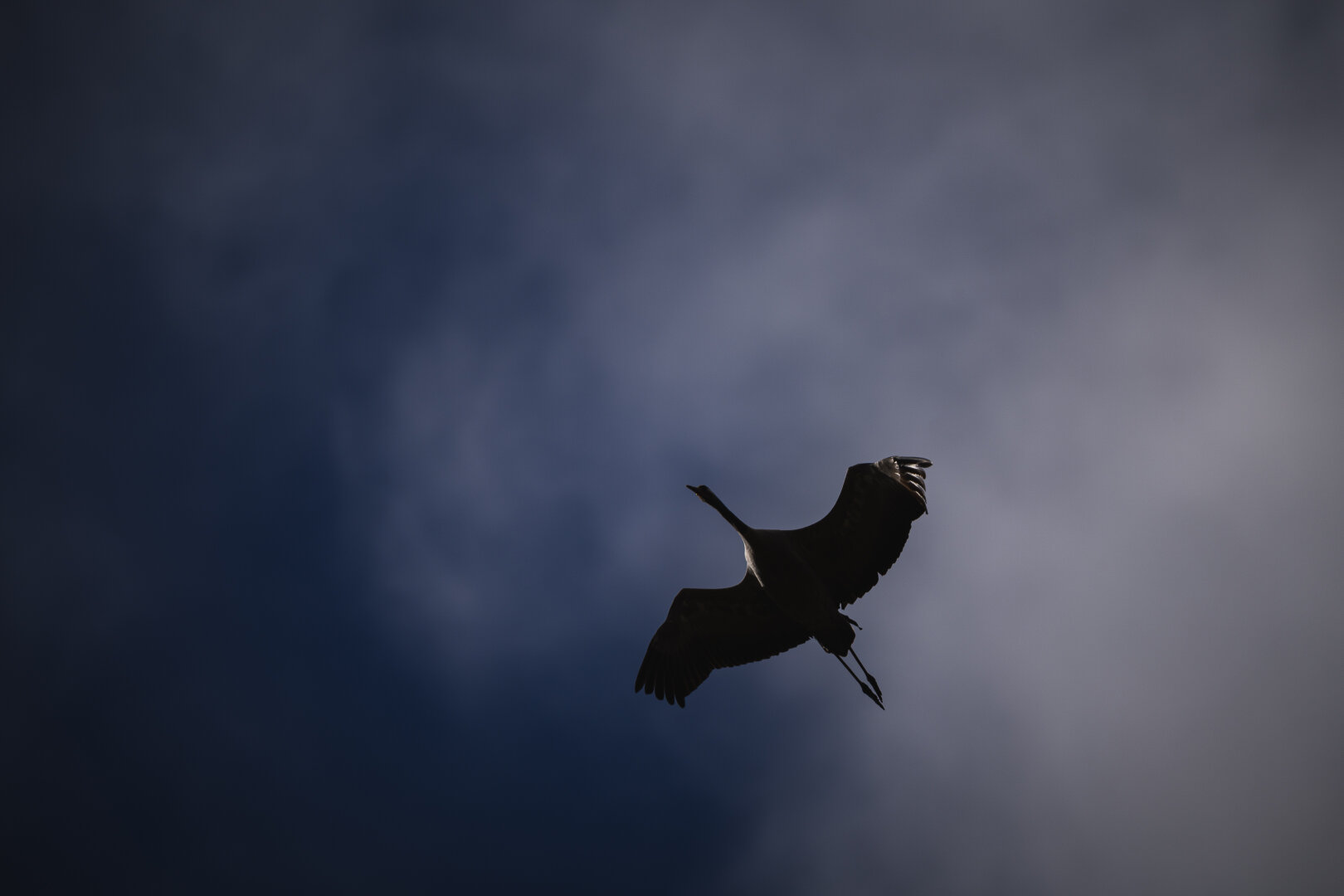 A photograph from below of a common crane in flight. The bird is oriented diagonally, toward the upper left corner and positioned near the lower right.

The wings are partly folded and neck and legs straight out. The bird is almost completely in silhouette, extecp for part of its breast and right wing that catch a bit of sunlight.

The sky behind is cloudy toward the upper right and deep blue toward the lower left.
