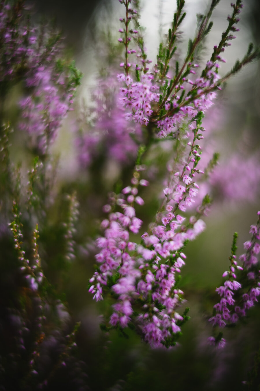 A vertical photograph of a shrub of blooming heather. The long thin branches are full of bright green leaves and small intensely pink flowers and flower buds.

The photograph is taken with a very shallow depth of field and quite swirly looking out of focus areas, making it a bit dreamlike in character.