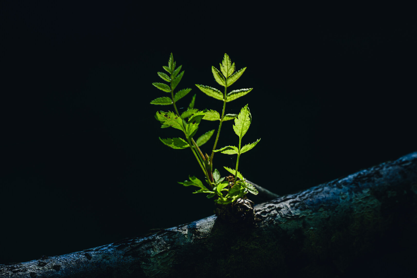 A low key high contrast photograph of a bundle of small shoots with intense backlit green leaves, growing from a small fallen over tree trunk.

The trunk forms a slight diagonal along the bottom edge of the frame, rising to the right. The bundle of small shoots grow from the middle of the trunk and are backlit by sunlight, while the rest of the scene lies in deep shadow.

The background above the trunk and around the shoot is an almost uniform pitch black.