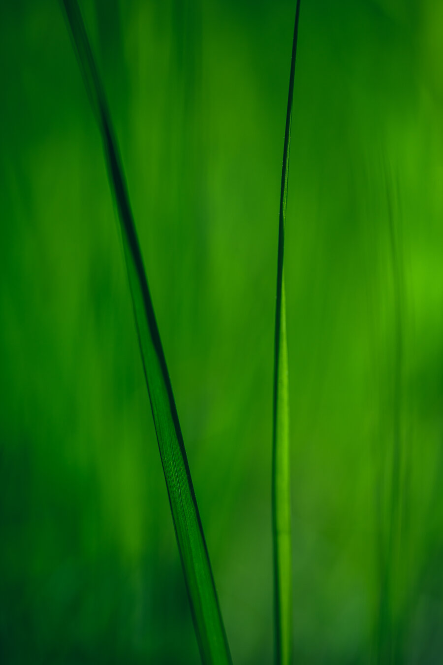 A vertical close up photograph of two flat blades of green grass, backlit from the right side.

The backlighting creates great contrast between the backlit parts and the shaded parts of the grass. The two blades create a V shape in the image, almost meeting in the middle of the bottom edge and then slightly leaning away from eachother toward the upper corners.

The background is a bright green blur matching the grass, with faint structure hinting of more grass surrounding the ones in focus.