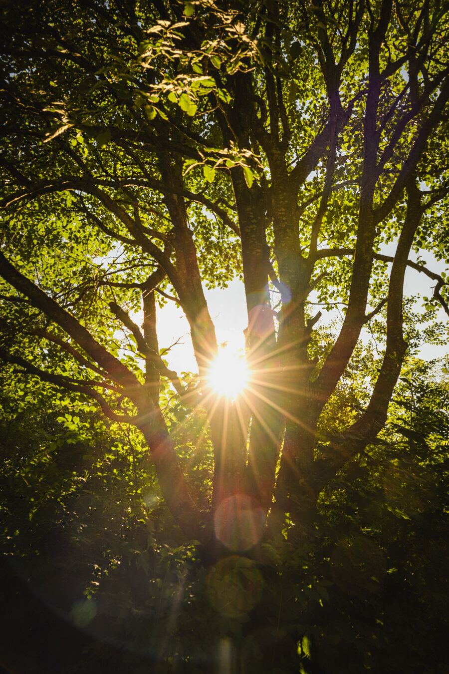 A photograph of a medium sized tree with a trunk that has branched into multiple smaller ones, standing surrounded by smaller trees and bushes with green leaves.

The low evening sun shines through the opening between two of the trunks, just above where the split off, creating a prominent sunstar and heavy flaring in the photograph.