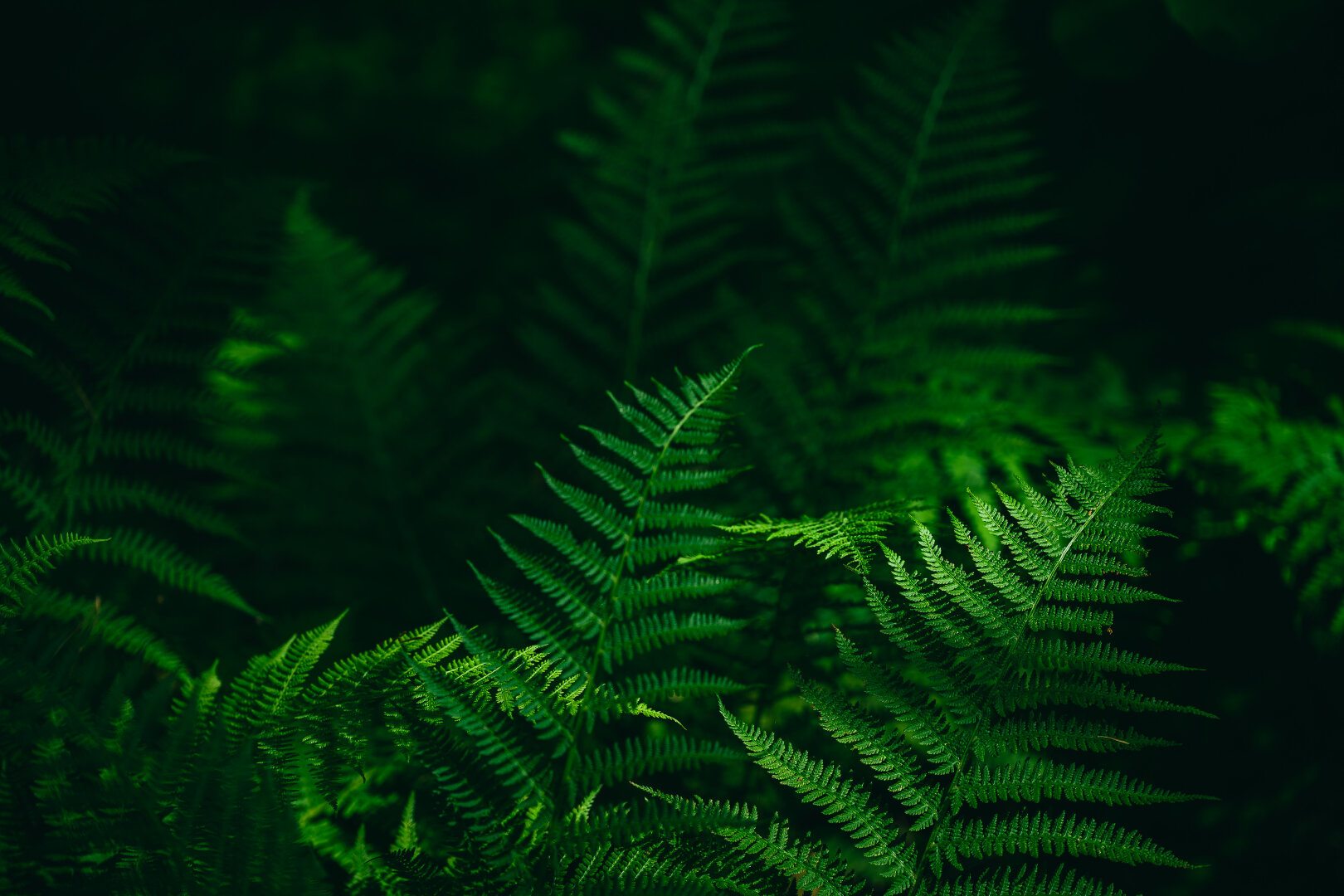 A photograph of a cluster of green fern fronds in part sunlight, part shadow. The frontmost fronds are mainly sunlit by a soft sunlight, with some parts in shadow and are in sharp focus, while the layers behind are mostly in shadow and gradually fade out of focus into a soft green blur.