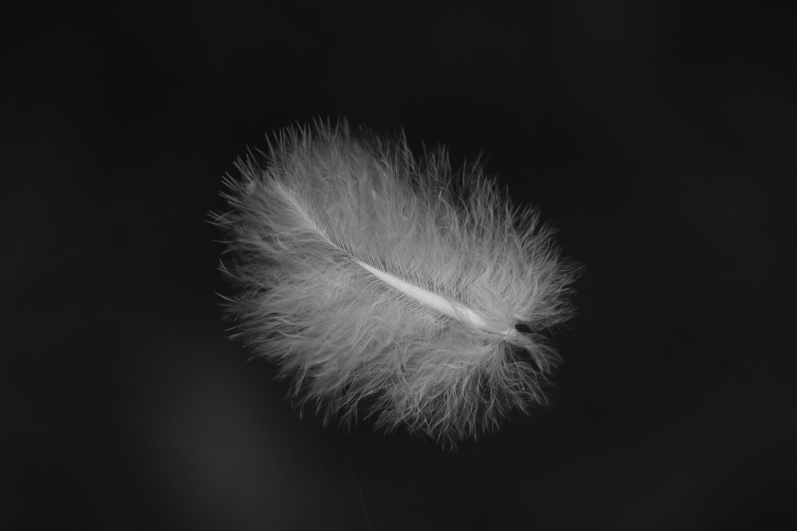 A close up monochrome photograph of a small, fluffy white down feather. The feather is suspended in an almost invisible spider web that extends over the entire frame.

The background is a very dark grey blur, with slight variations in brightness.