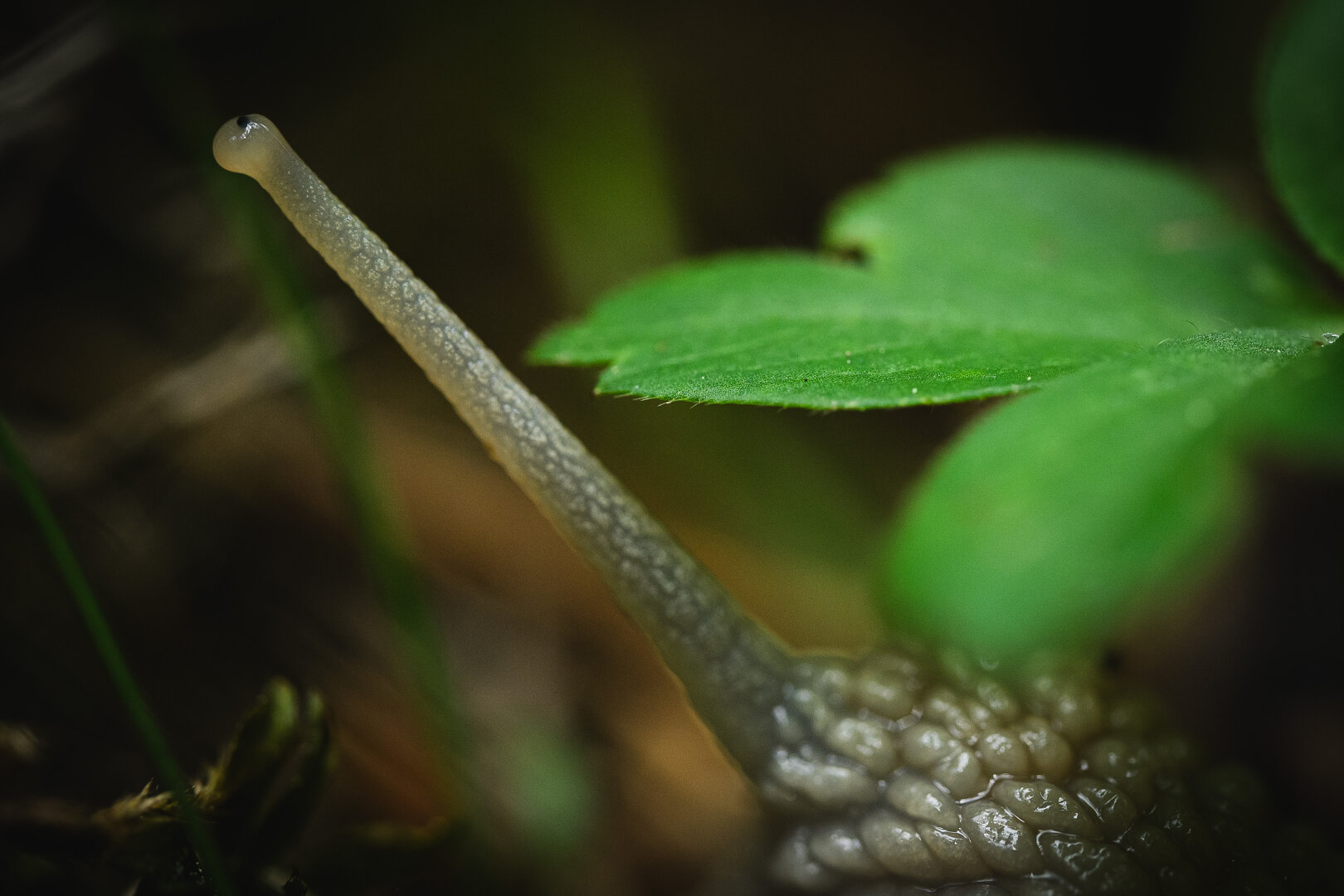 A close up photograph of the top of the head and a single, fully extended eye stalk of a light coloured large snail. The head of the snail is under a small green leaf in the lower right corner of the frame and the eye stalk extends up toward the left and reaches over the leaf.

At the end of the stalk, the small eye is visible as a black dot.

The background is a green and brown blur from growing grass and various forest debris lying on the ground.