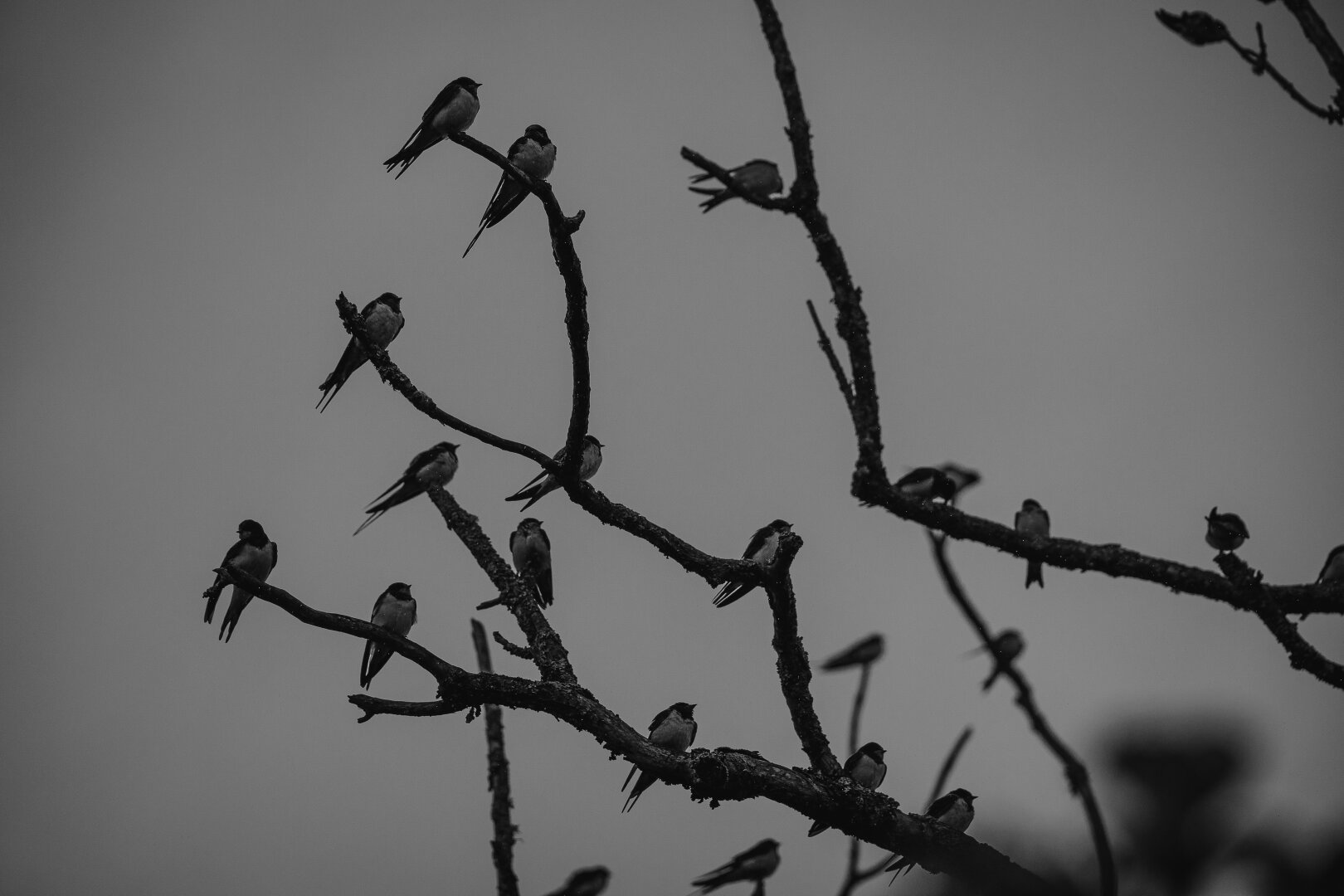 A muted, monochrome photograph of about twenty barn swallow perched on a dead tree. The dead tree has many bare branches with the swallows spread about evenly on the branches. They are almost all facing toward the right.

The weather is heavily overcast with a drizzle of rain falling so the sky in the background is a uniform heavy grey curtain.