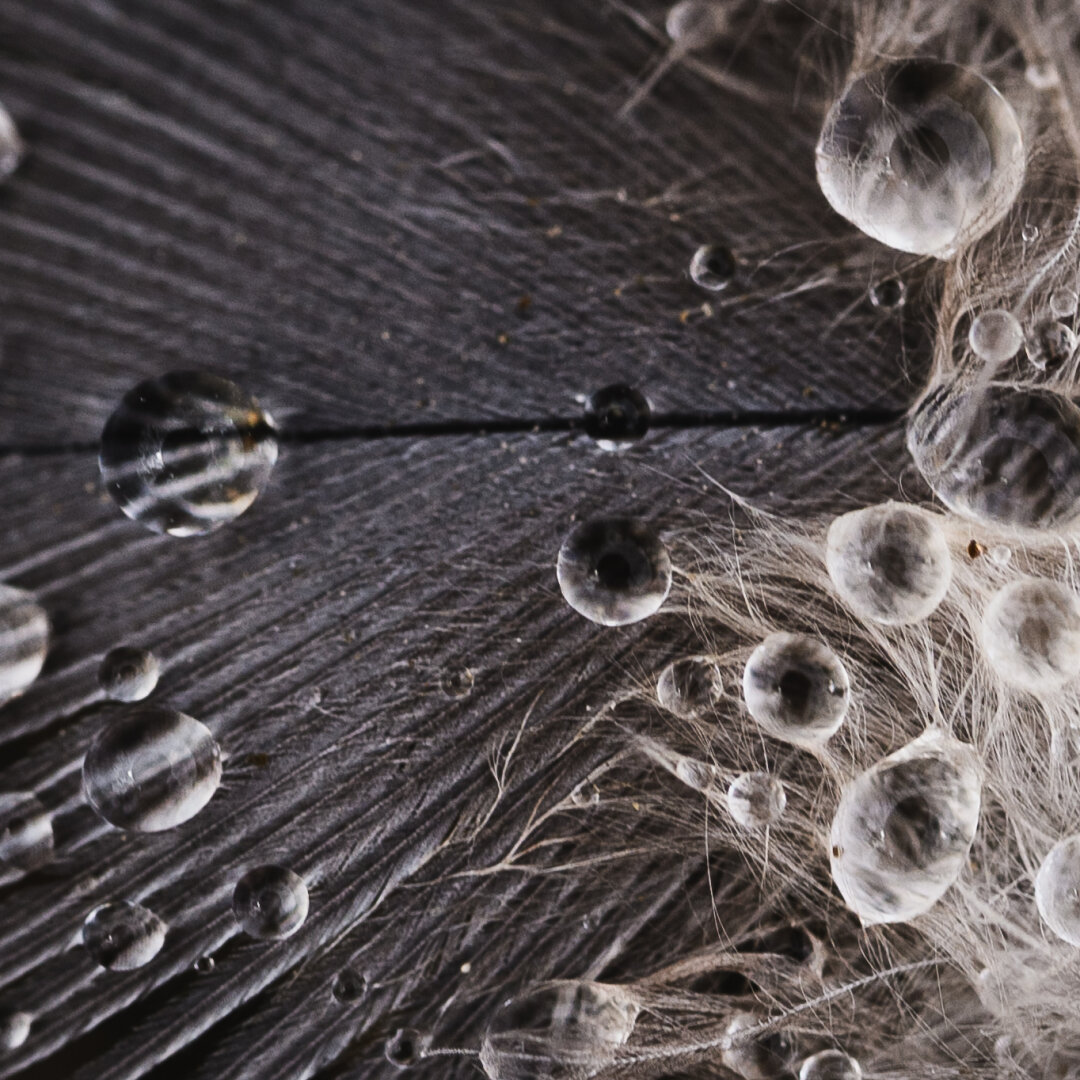 A close up macro photograph of a part of a down feather. The fluffiest part ends along the right edge and the left half looks more like a regular feather.

There are several water drops on the feather, each of which reflect the opening of the macro lens. The reflection makes a dark spot in each water drop making them look like eyes.