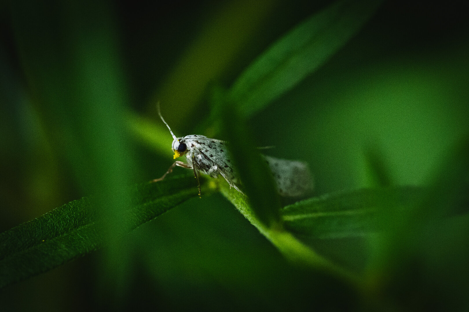 A photograph of a small, slender white moth with black eyes and small black spots. The moth is sitting on the thin green stalk and leaf of some plant. Another leaf, out of focus is in front of the moth and several others can be seen in the photograph.

The rest of the background is green and out of focus.